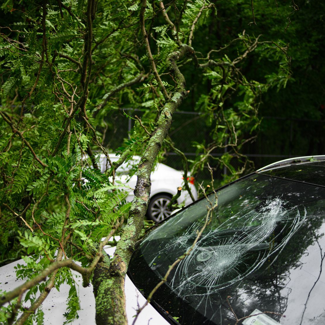 a tree falling onto a car windscreen